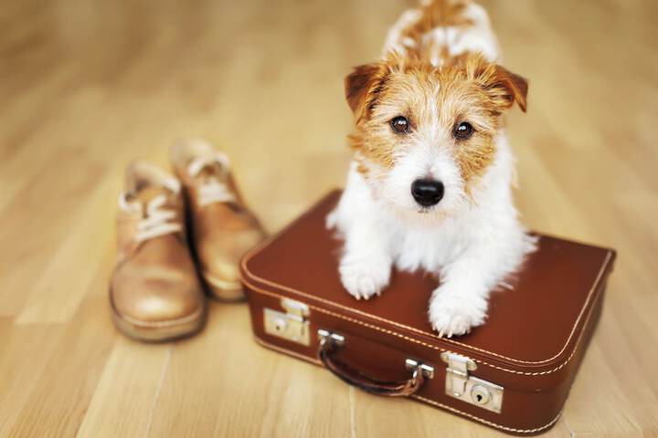 Pet-friendly