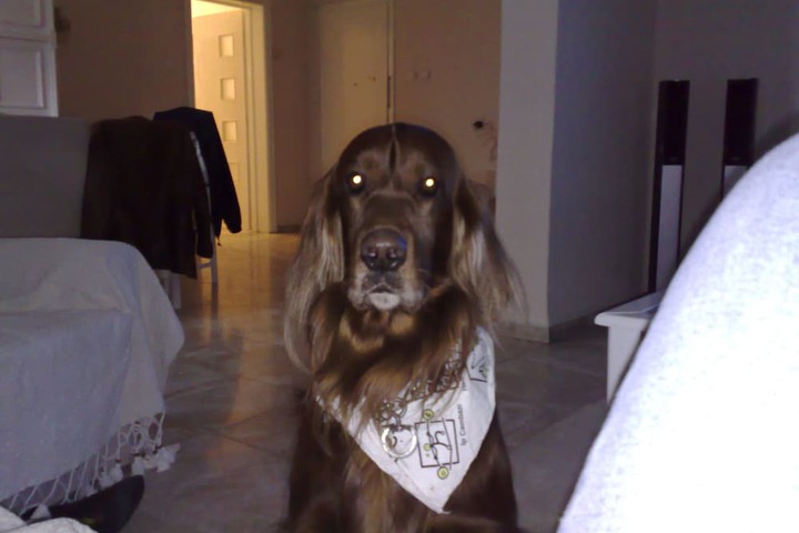 Pet-friendly