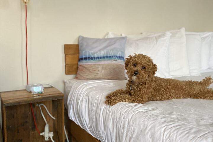 Pet-friendly
