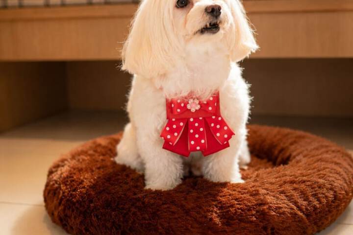 Pet Friendly 54 of 89