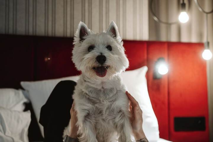 Pet Friendly 63 of 134