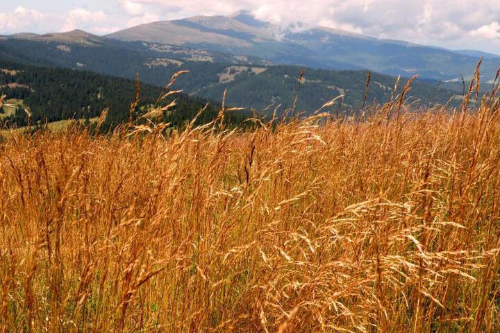 General 36 of 47