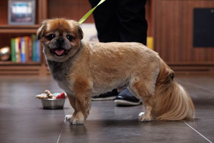 Pet-friendly amenities