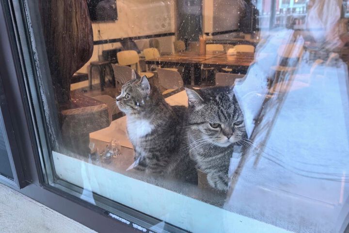 Pet Friendly 66 of 84