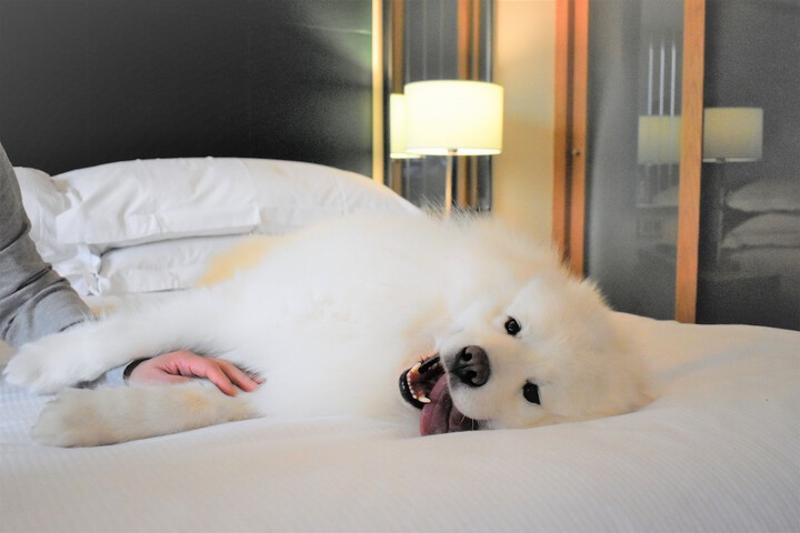 Pet Friendly 58 of 108