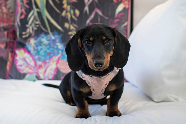 Pet Friendly 25 of 40