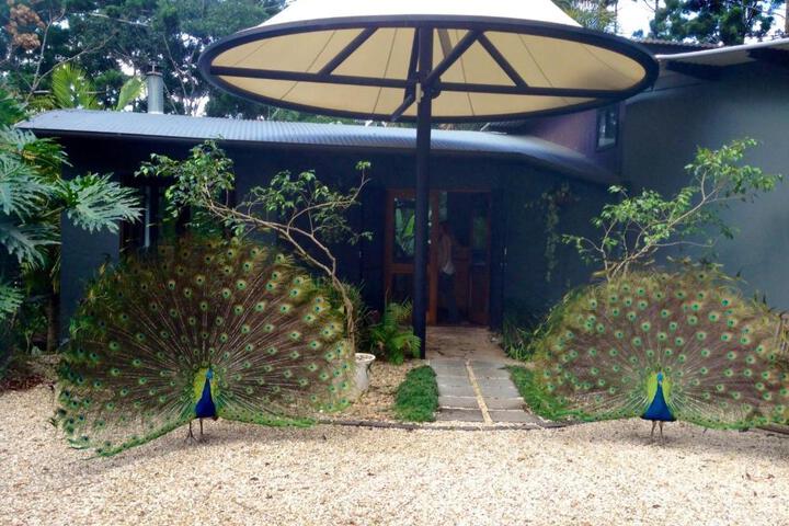 Wellness Treatments