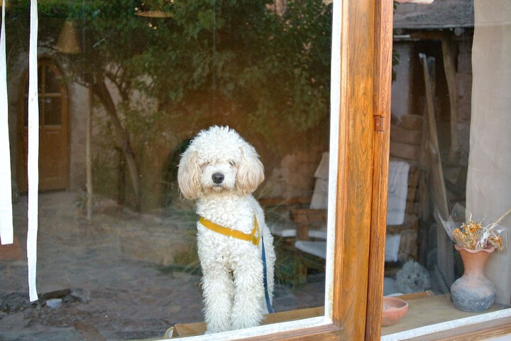 Pet Friendly 14 of 28