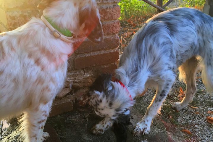 Pet Friendly 74 of 206