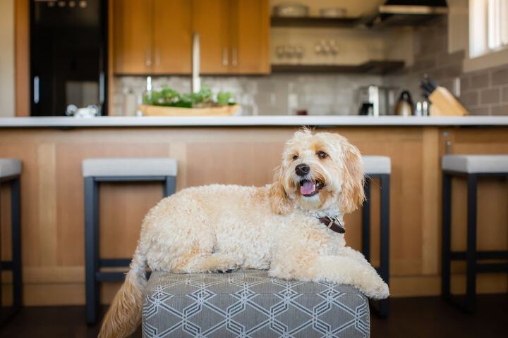 Pet Friendly 50 of 81