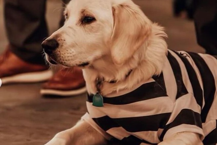 Pet Friendly 82 of 189