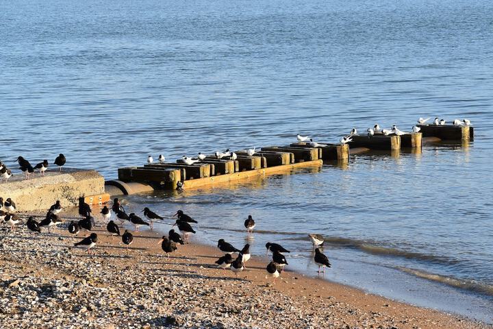 Beach 54 of 74