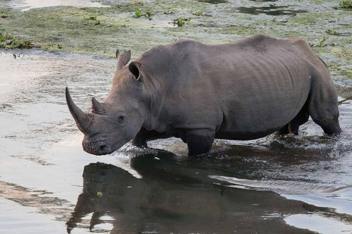 Safari