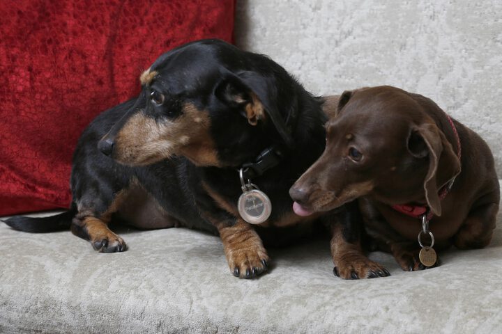 Pet Friendly 44 of 64