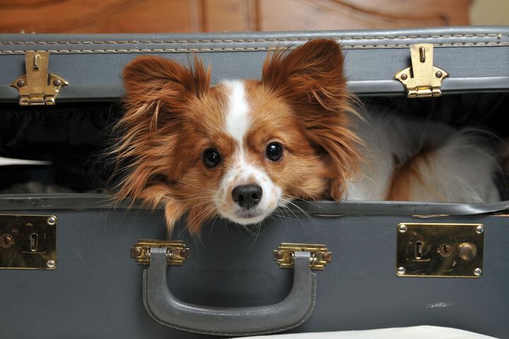 Pet-friendly