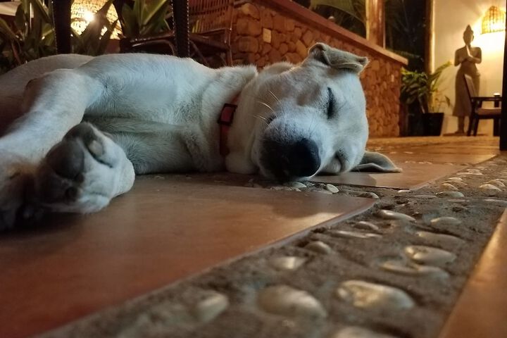 Pet Friendly 26 of 47