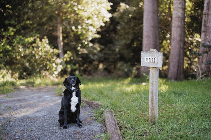 Pet Friendly 59 of 113