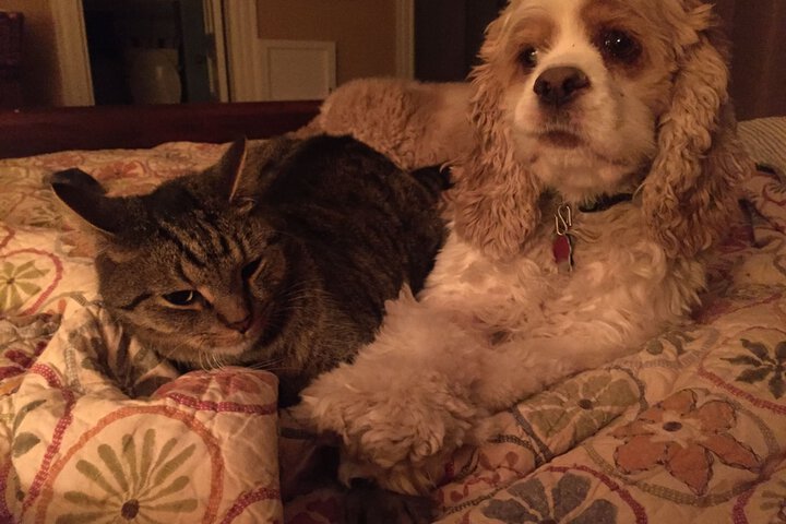 Pet Friendly 36 of 68