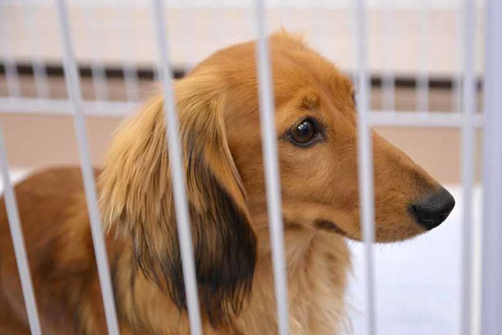 Pet-friendly