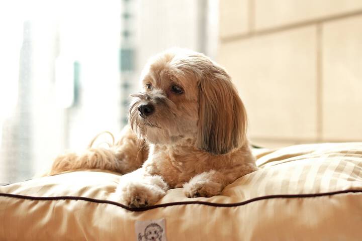 Pet Friendly 47 of 74