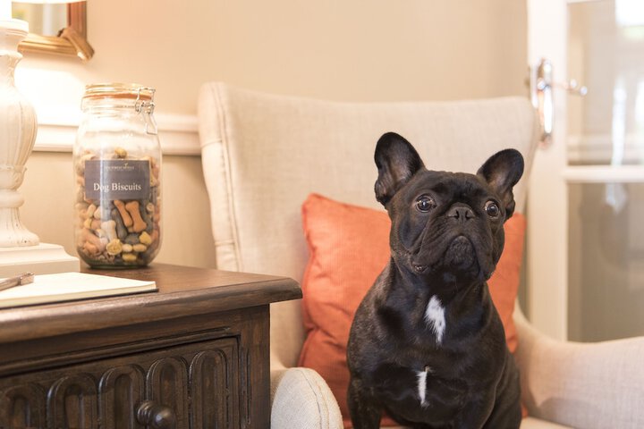 Pet Friendly 40 of 75