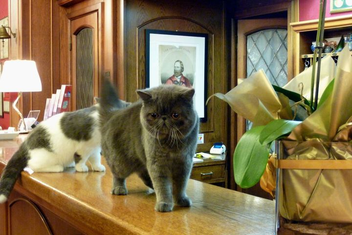Pet Friendly 19 of 42