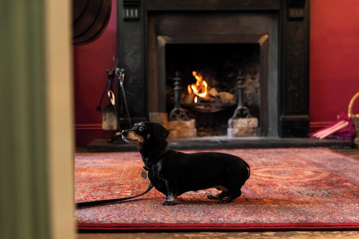 Pet Friendly 66 of 108