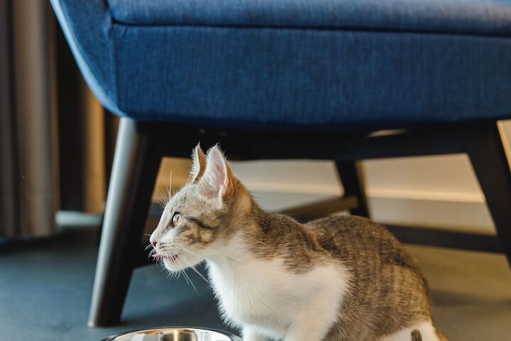 Pet Friendly 76 of 149