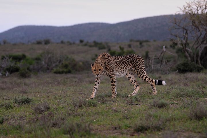 Game viewing