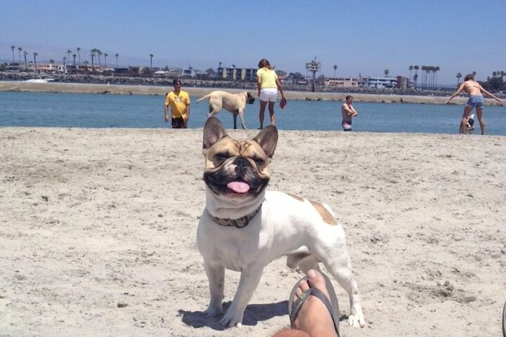 Pet-friendly