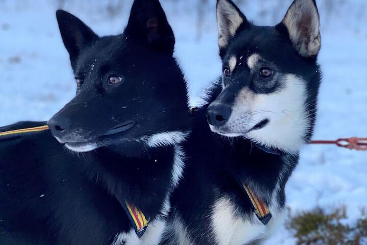 Sledding