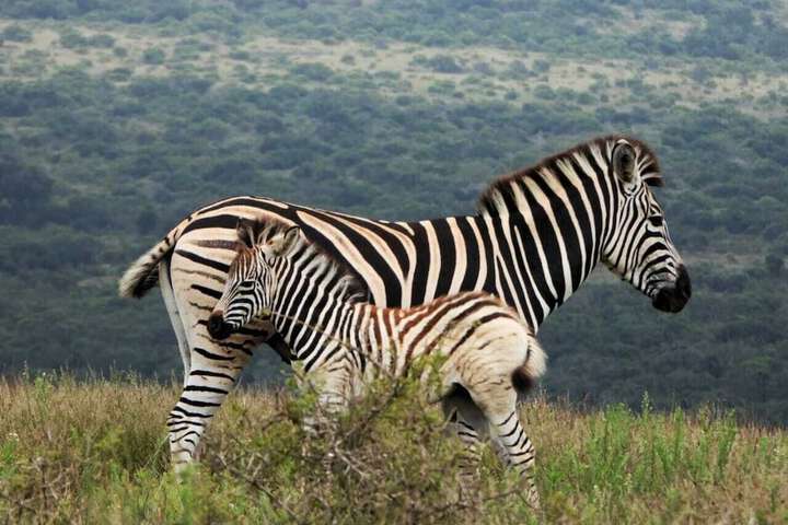 Game viewing