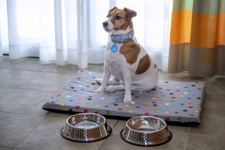 Pet-friendly amenities
