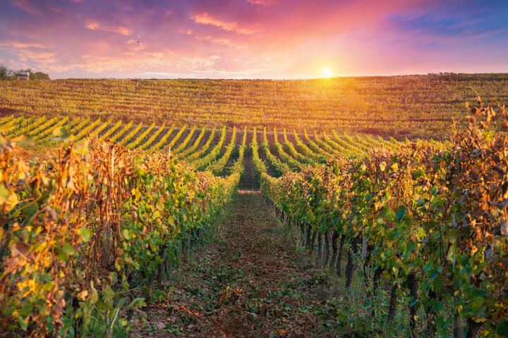 Vineyard