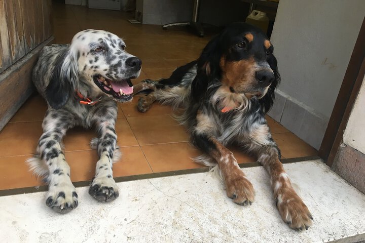 Pet Friendly 86 of 206