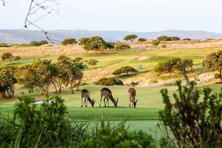 Golf 24 of 79