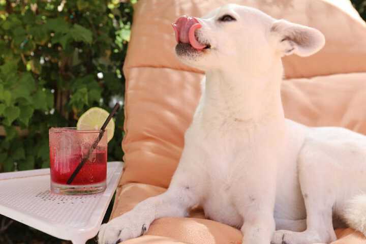 Pet-friendly