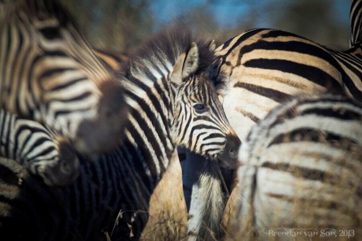 Game viewing