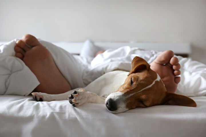Pet-friendly
