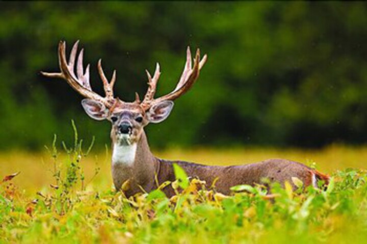 Hunting