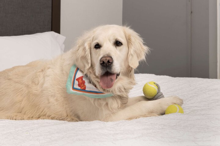 Pet-friendly
