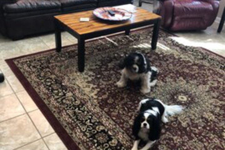 Pet Friendly 16 of 38