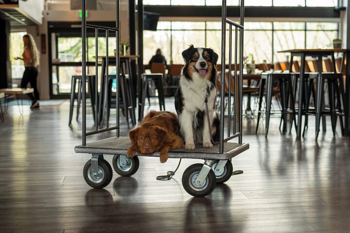 Pet Friendly 45 of 66