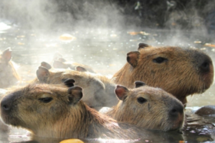 Capybara parent and child
