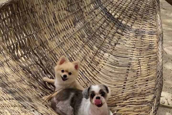 Pet Friendly 40 of 60