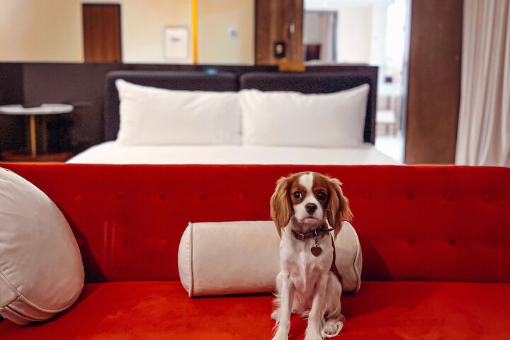 Pet-friendly