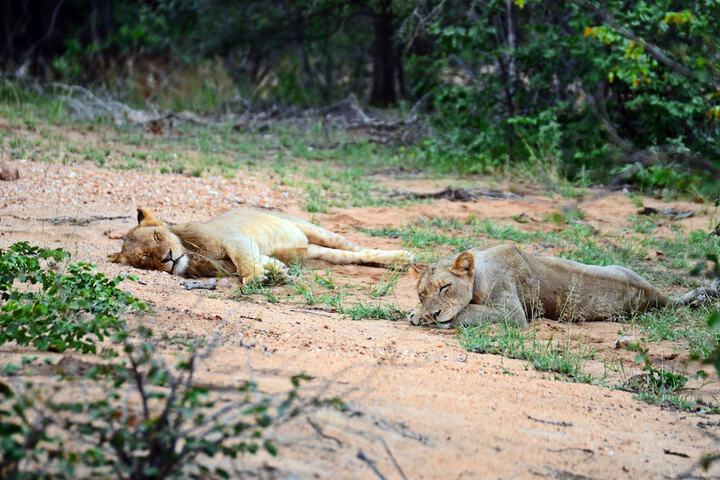 Game viewing