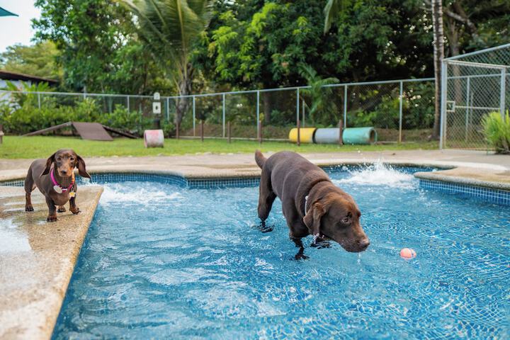 Pet Friendly 52 of 105