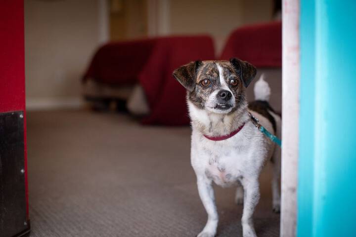 Pet Friendly 39 of 61
