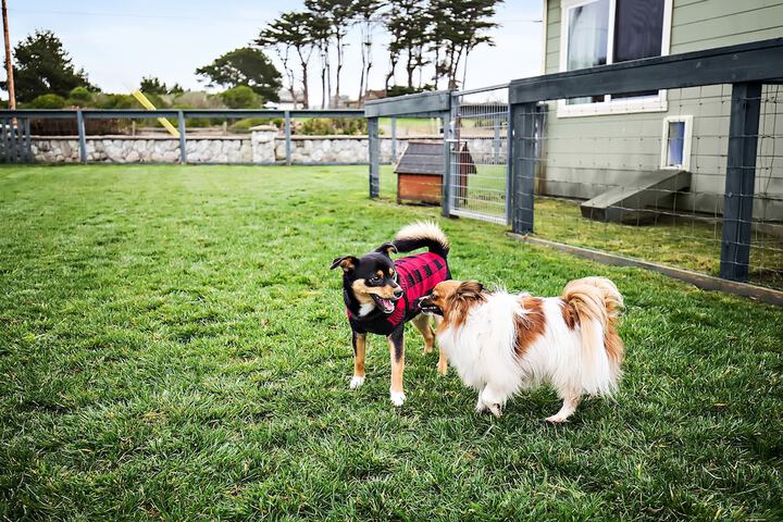 Pet Friendly 52 of 83